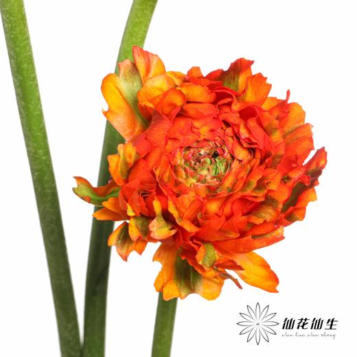 配花 ｜ 锦鲤洋牡丹橙色 商品图2