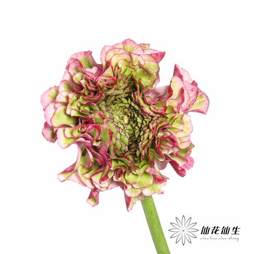 配花 ｜ 锦鲤洋牡丹紫色 商品图5