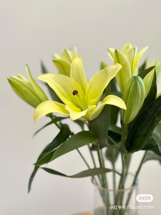 黄天霸多头百合一支 商品图1