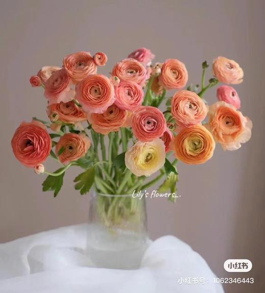 洋牡丹5支 商品图2