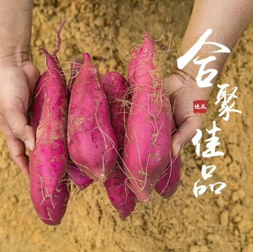 海南桥头—爱马仕板栗高糖地瓜 商品图13