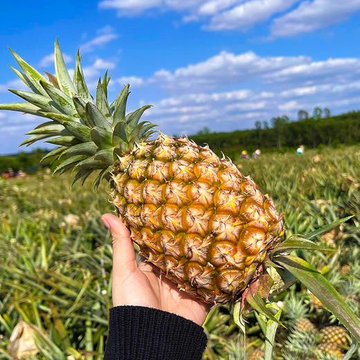 特惠活动『海南树上熟金钻凤梨』脆嫩鲜爽，肉厚甜蜜，口感细腻 商品图4