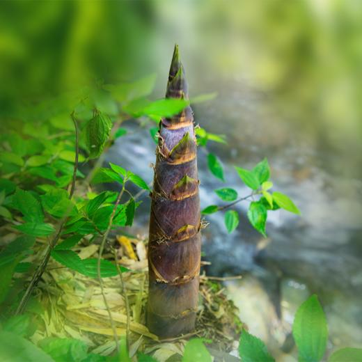 【产地直发】临安·天目山春笋 鲜甜脆嫩  新鲜采挖 清香甘甜 商品图6