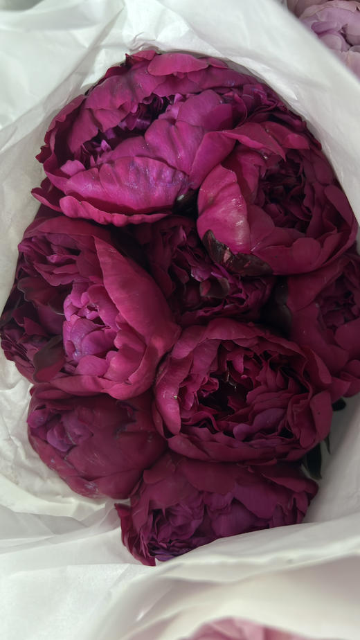 【红艳奔放】芍药-莎拉  红色 5枝/扎 商品图11