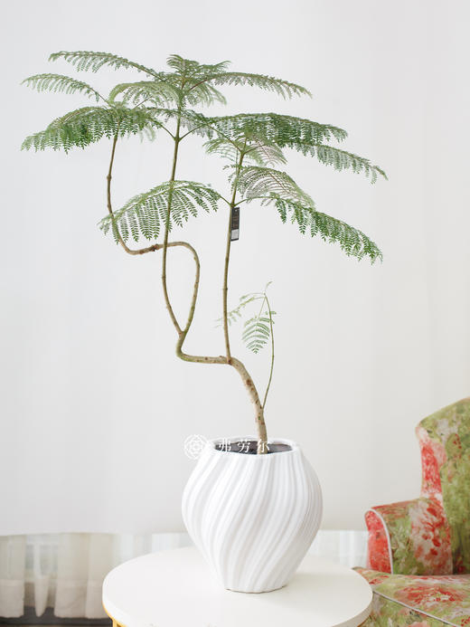 白火炬盆-蓝花楹 商品图0