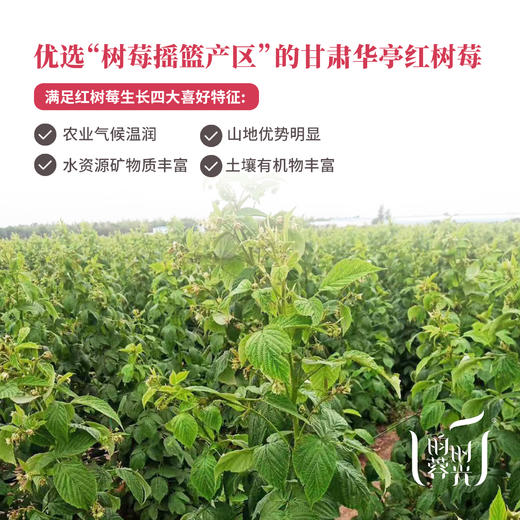 【红树莓原浆礼盒】（含4盒）0加糖·0兑水·0添加·100%纯鲜红树莓原浆 商品图11