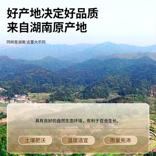 【正宗同仁堂品牌】北京同仁堂 青源堂 百合干200克 南北干货龙牙百合干莲子桂圆枸杞银耳羹煲汤SY 商品图3