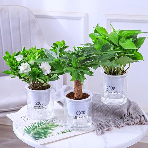 绿萝发财树文竹多肉花卉盆栽植物室内薄荷富贵竹水培小绿植好养活 商品图5