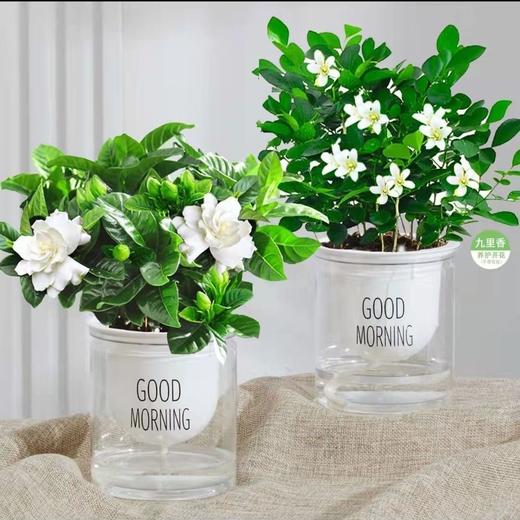 绿萝发财树文竹多肉花卉盆栽植物室内薄荷富贵竹水培小绿植好养活 商品图6