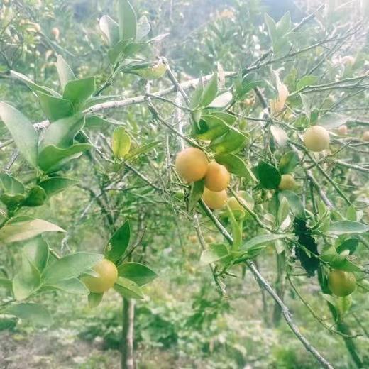 自然农法金桔酱 （285克/瓶） 商品图1