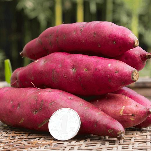 临安天目正宗“手指”小香薯 没有粗硬纤维感 口感像板栗【社群】 商品图7