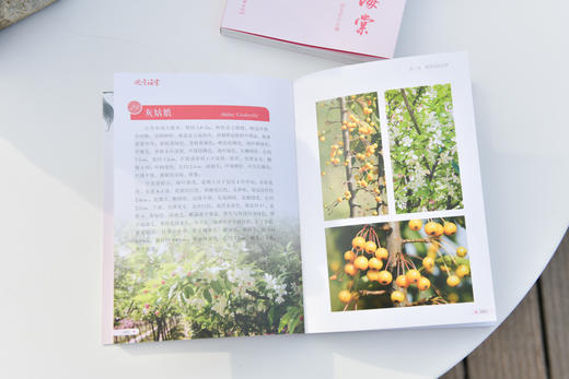 观赏海棠&2492 商品图6