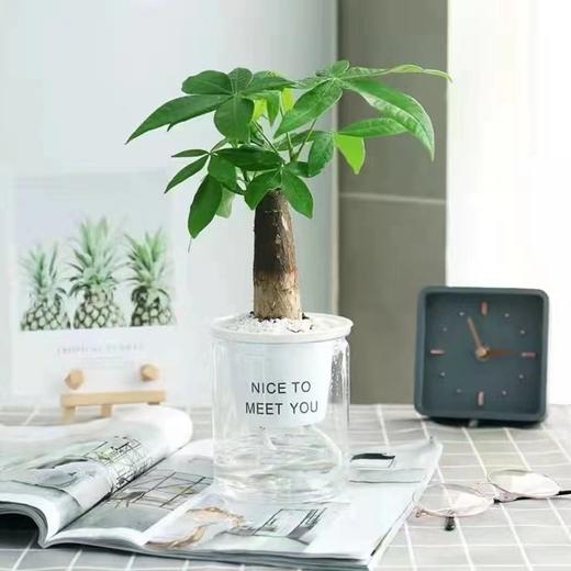 绿萝发财树文竹多肉花卉盆栽植物室内薄荷富贵竹水培小绿植好养活 商品图7