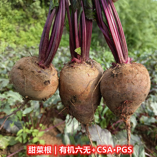 梓盟有机孩馋胡萝卜、梓盟有机甜菜根、有机瑞粉番茄 商品图2