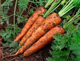 梓盟农场有机胡萝卜/云南高原红土种植