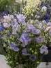 配花-本地小飞燕-浅紫 商品缩略图0