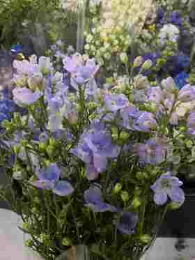 配花-本地小飞燕-浅紫