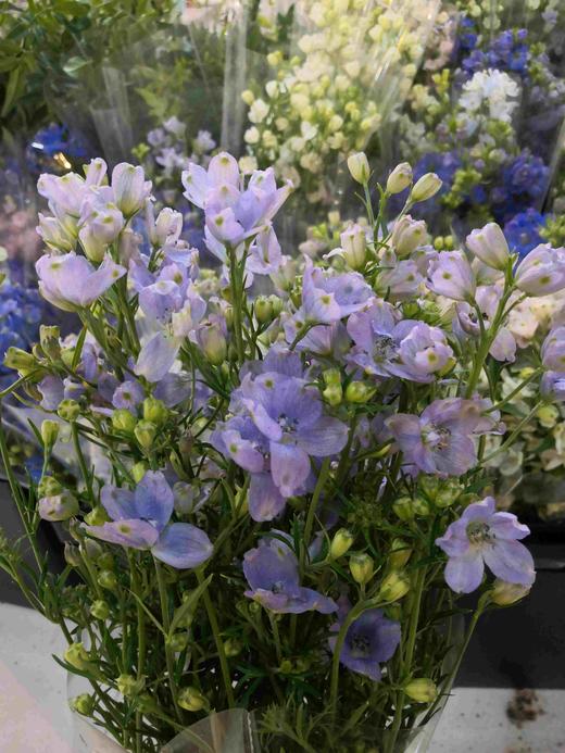 配花-本地小飞燕-浅紫 商品图0