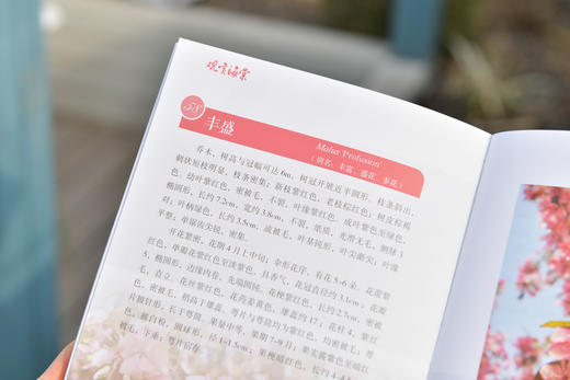 观赏海棠&2492 商品图11