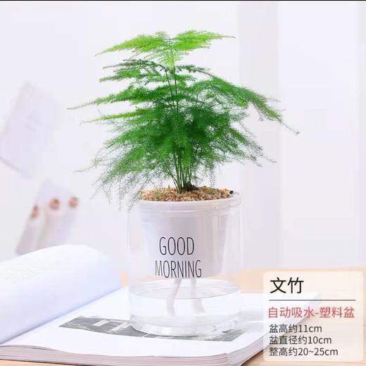 绿萝发财树文竹多肉花卉盆栽植物室内薄荷富贵竹水培小绿植好养活 商品图12