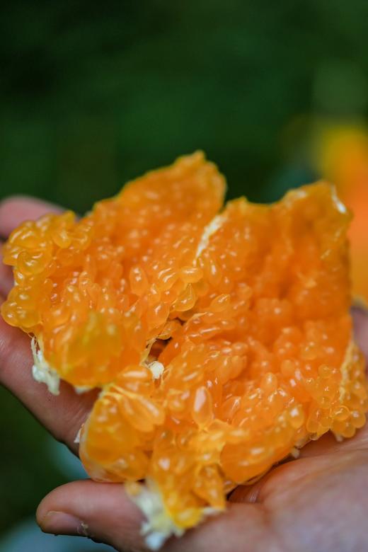 【晓橘 春见耙耙柑】四川成熟的耙耙柑皮与果肉分开，出现中空的情况，因此四川人叫它耙耙柑，之所以叫它春见，是因为它的成熟期在冬与春的转角处，寓意美好 商品图3