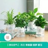 绿萝发财树文竹多肉花卉盆栽植物室内薄荷富贵竹水培小绿植好养活 商品缩略图3
