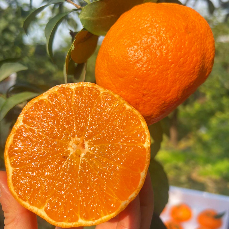 明日见晚熟柑橘 | 山人优选，被誉为能振兴柑橘行业的明日之星， 此时春天树上正当熟，高糖纯甜，果肉细嫩入口爆汁