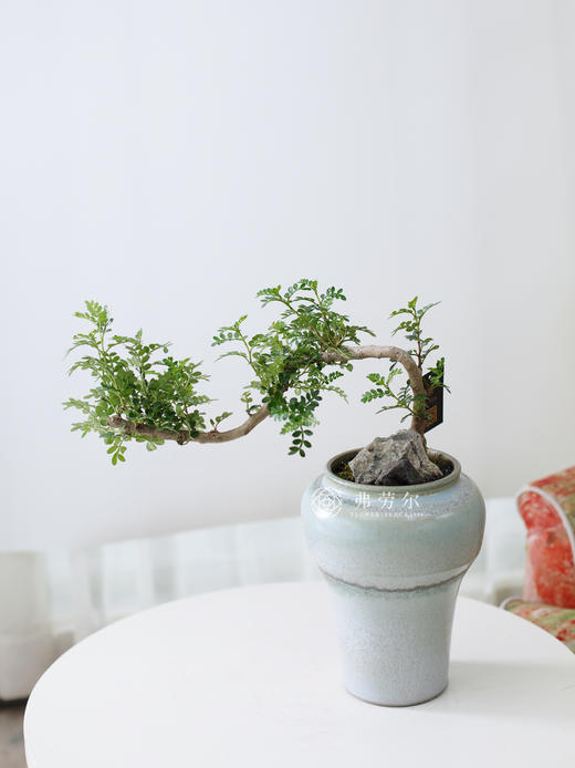 清香木 商品图1