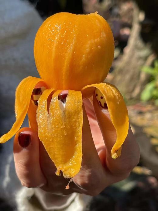 云南蒙自长虹枇杷 商品图2