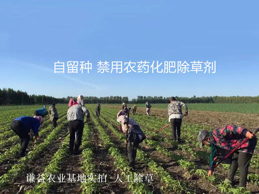 谦益农场自留种生态红米 商品图3