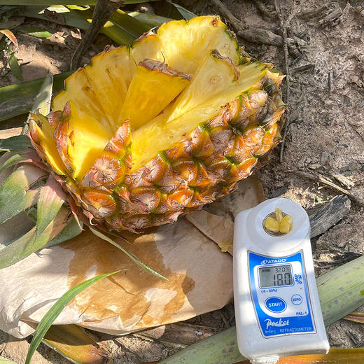 特惠活动『海南树上熟金钻凤梨』脆嫩鲜爽，肉厚甜蜜，口感细腻 商品图2