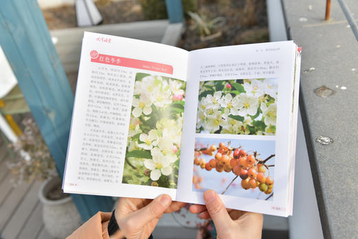 观赏海棠&2492 商品图9