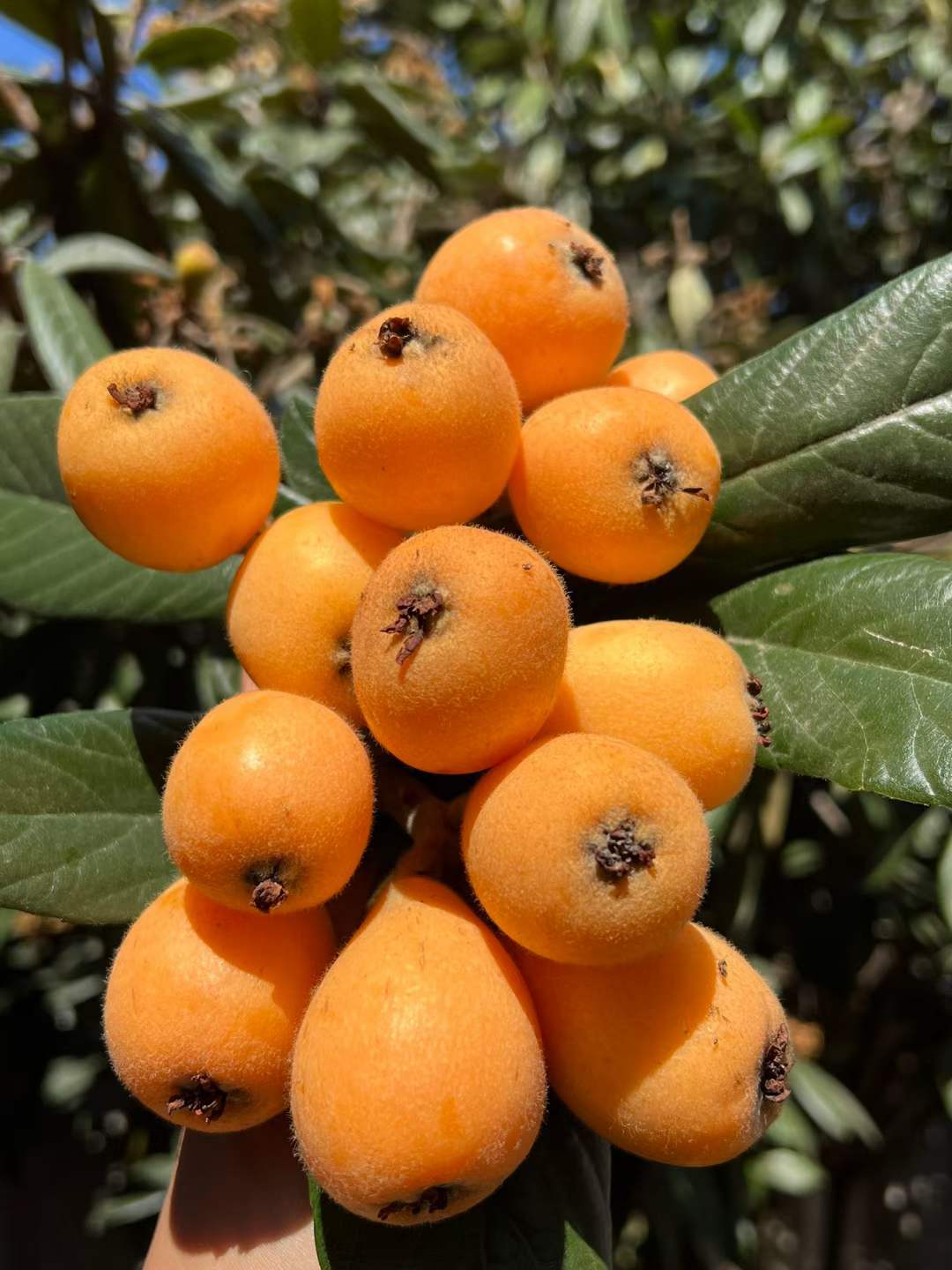 云南蒙自长虹枇杷