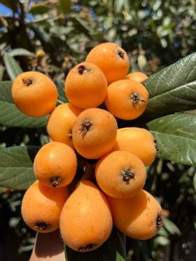 云南蒙自长虹枇杷