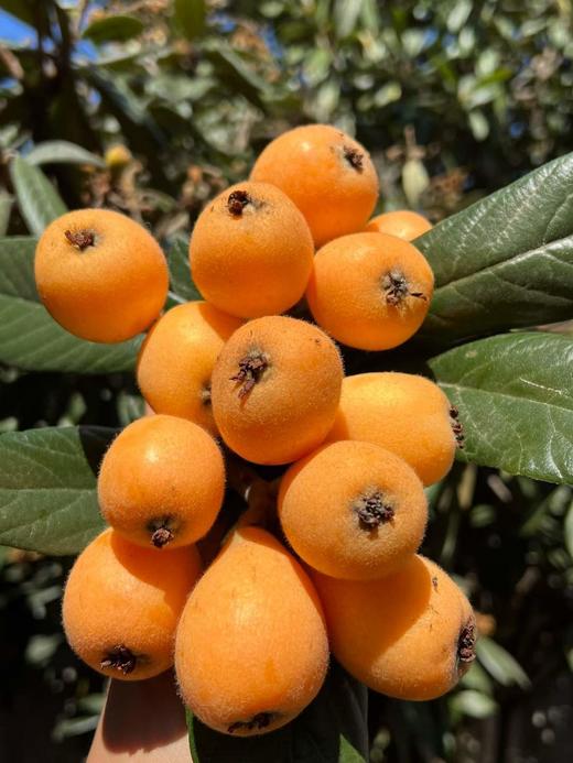 云南蒙自长虹枇杷 商品图0