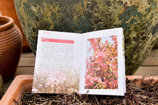 观赏海棠&2492 商品图7