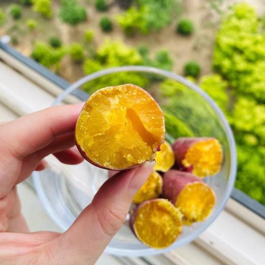 临安天目正宗“手指”小香薯 没有粗硬纤维感 口感像板栗【社群】 商品图5