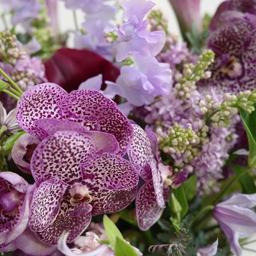 藤尾浅香Purple Scent 商品图2