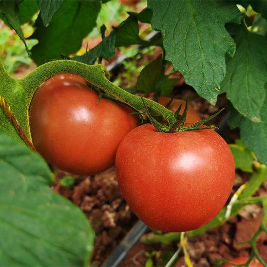 梓盟有机孩馋胡萝卜、梓盟有机甜菜根、有机瑞粉番茄 商品图7