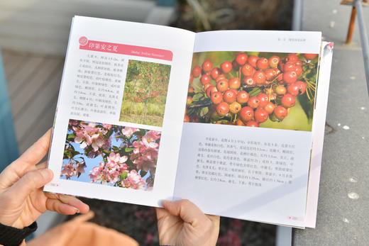 观赏海棠&2492 商品图12