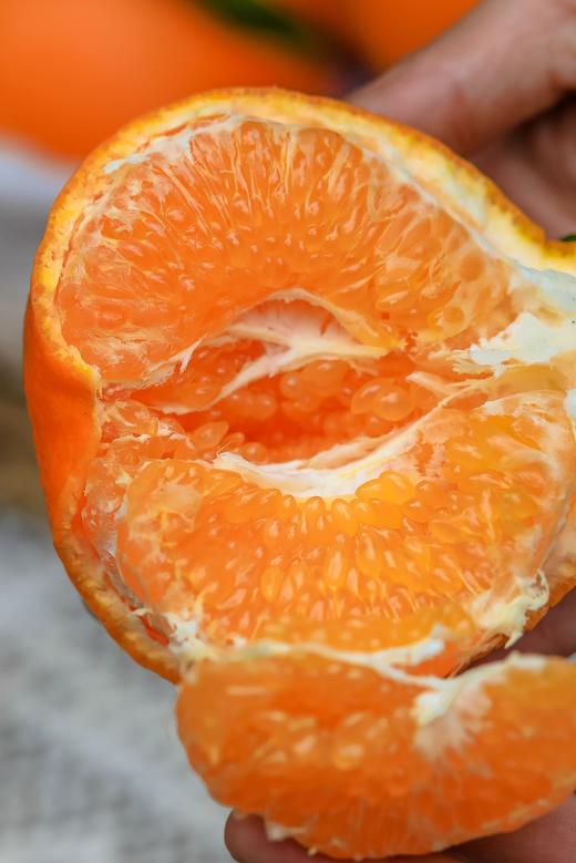 【晓橘 春见耙耙柑】四川成熟的耙耙柑皮与果肉分开，出现中空的情况，因此四川人叫它耙耙柑，之所以叫它春见，是因为它的成熟期在冬与春的转角处，寓意美好 商品图1