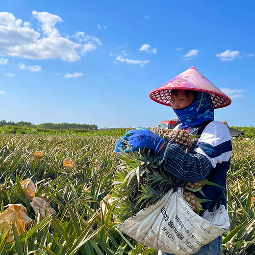 特惠活动『海南树上熟金钻凤梨』脆嫩鲜爽，肉厚甜蜜，口感细腻 商品图6