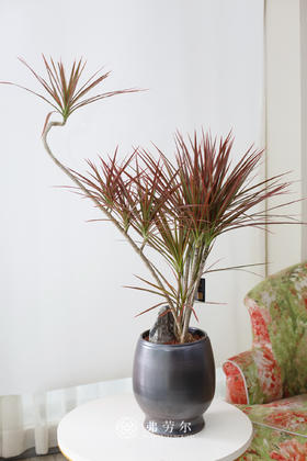 圆黑景德盆-千年木