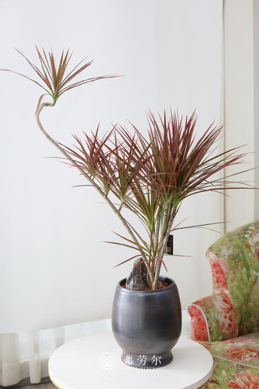 圆黑景德盆-千年木 商品图0