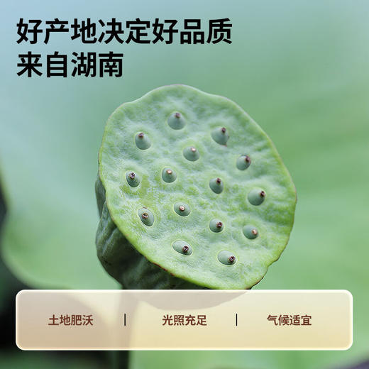 【正宗同仁堂品牌】北京同仁堂 青源堂 莲子心 150克 湖南精选 原色原味 拒绝熏硫 拒绝提取SY 商品图4