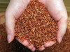 谦益农场自留种生态红米 商品缩略图1
