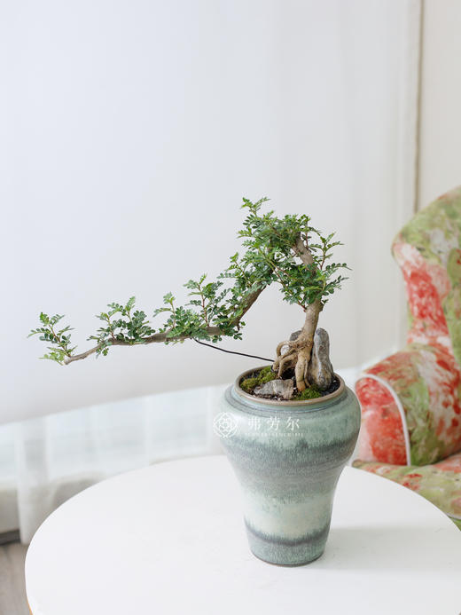 清香木 商品图0