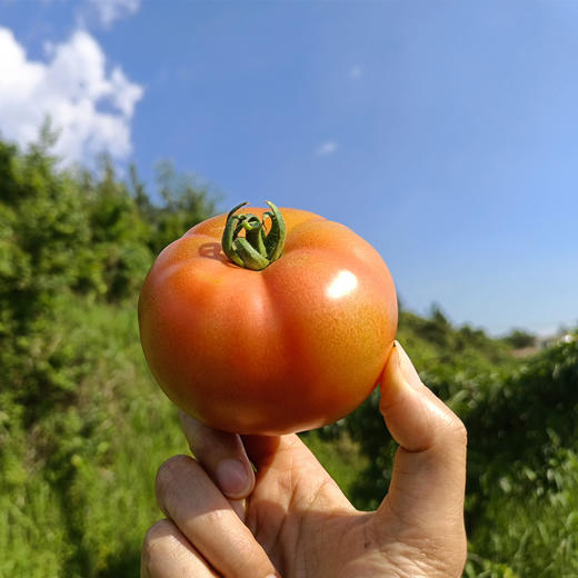 云南瑞粉番茄或草莓番茄 商品图4