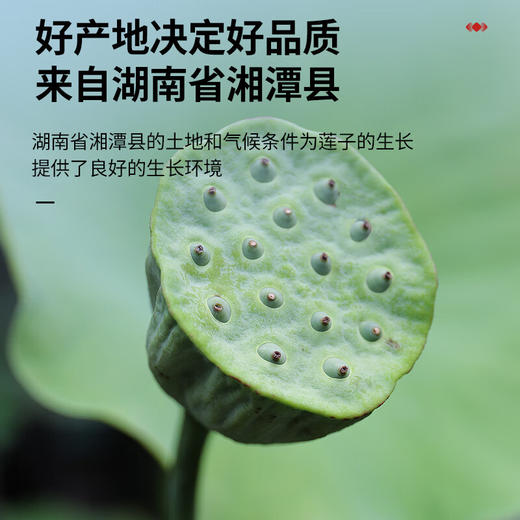 【168元任选3件】【正宗同仁堂品牌】北京同仁堂 青源堂 莲子500克 湘潭去芯  拒绝熏硫 口感香甜 颗粒饱满SY 商品图4