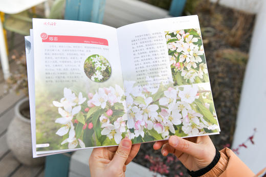 观赏海棠&2492 商品图8